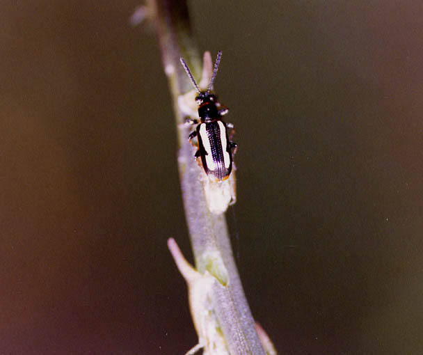 Coleotteri d''aprile: Crioceris, Psilothrix e Pyrochroa